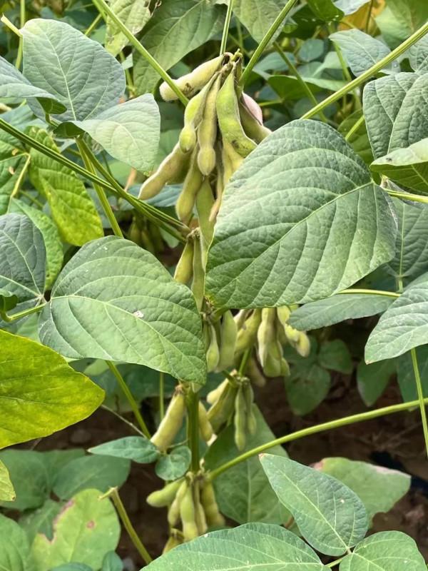 馨雅齋民間文化:俗語(十三) 馨雅齋民間文化:俗語(十三)