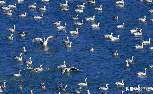 新華全媒+|這裡,是西藏林芝 新華全媒+|這裡,是西藏林芝