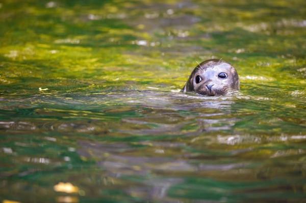 暢遊德國羅斯托克動物園,超萌小海豹“薩米”成焦點 暢遊德國羅斯托克動物園,超萌小海豹“薩米”成焦點