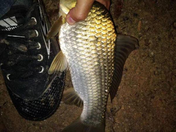 釣魚人之福：無小刺鯽魚即將上市，吃魚再也不用挑刺