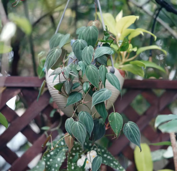 多“熱”才能叫“熱植”？