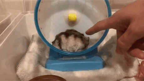 養倉鼠後，生活處處是“驚喜”…