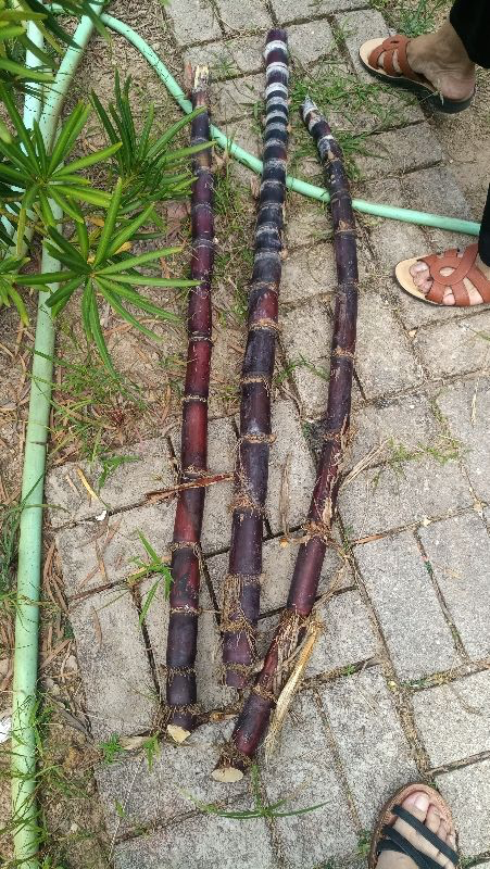 80塊錢一斤的草莓，過年遭哄搶，4種平價好吃水果沒人要