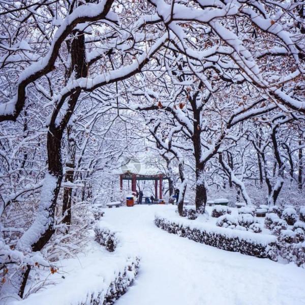 哦、香雪溫暖著我的心