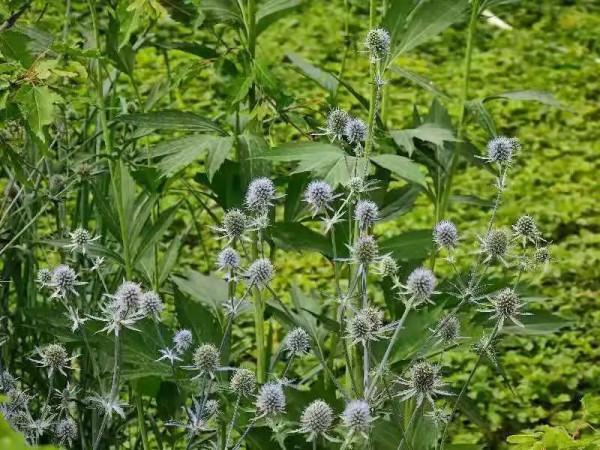 【FENG聞】創森 | 誰說夏天沒有花 帶你去蓮花池看花 【FENG聞】創森 | 誰說夏天沒有花 帶你去蓮花池看花