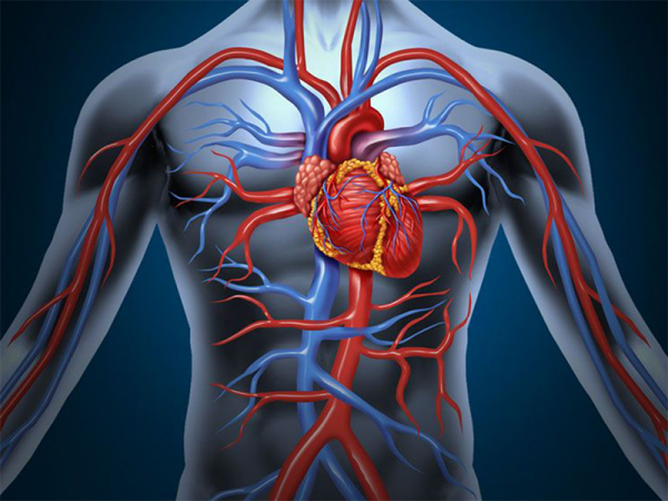 如何回答孩子「為什麼血是紅色的，但凸起的血管卻是青色的」？