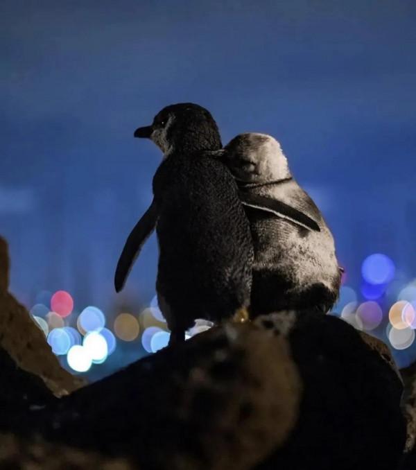 兩隻藍色的小企鵝