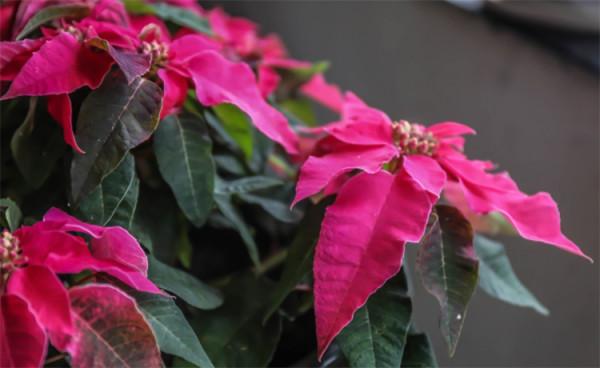 一品紅花有毒嗎?家裡可以養嗎?給出建議:一些小細節注意到就好 一品紅花有毒嗎?家裡可以養嗎?給出建議:一些小細節注意到就好