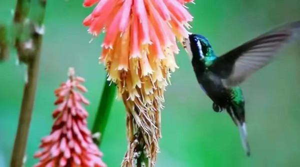 分享圖片&mdash;&mdash;可愛的小小鳥兒