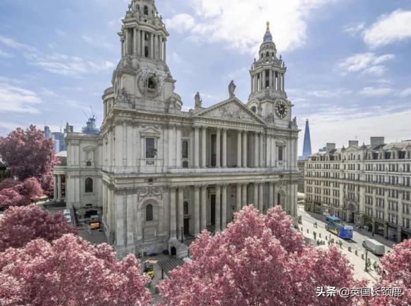 櫻花樹下的英國，你想念嗎？