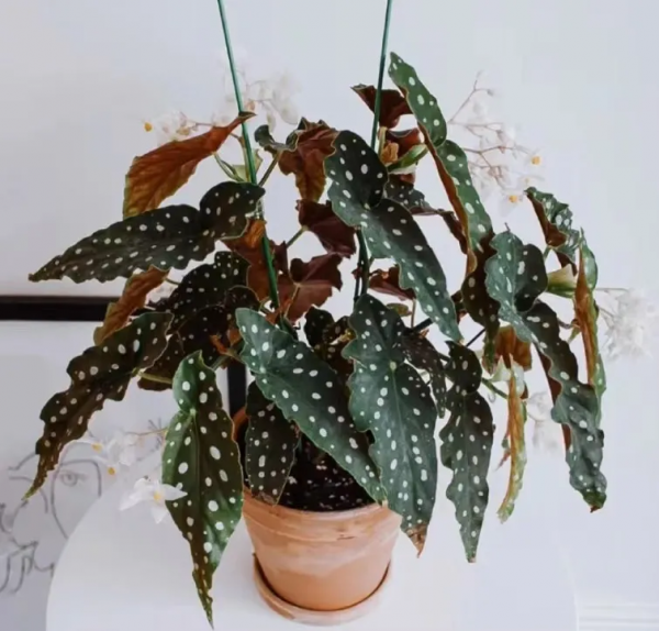 多“熱”才能叫“熱植”？