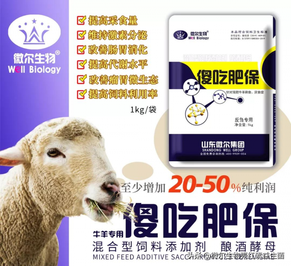 養羊常見的一些疾病