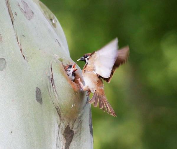 鳥兒育雛記｜暖心的愛