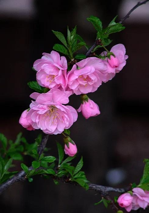 榆葉梅，開花時既見花也見葉，其實不是梅花呢