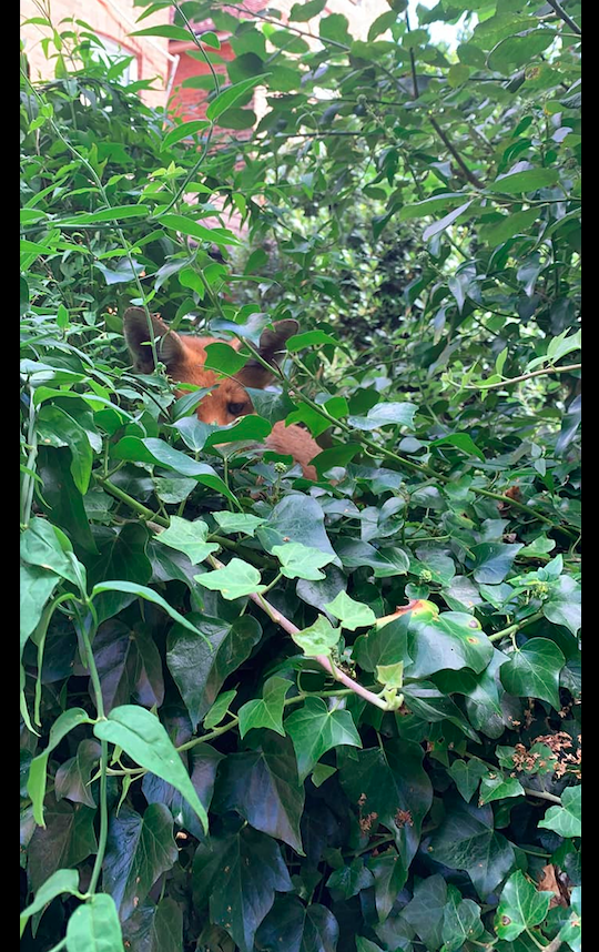 女子誤把野生動物當成流浪狗，好心餵養一個月，貓差點都被吃了