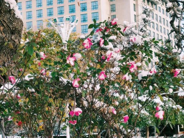 合陽縣初雪飄落 一夜兩季四重色