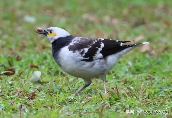 黑領椋鳥發現一枚果子