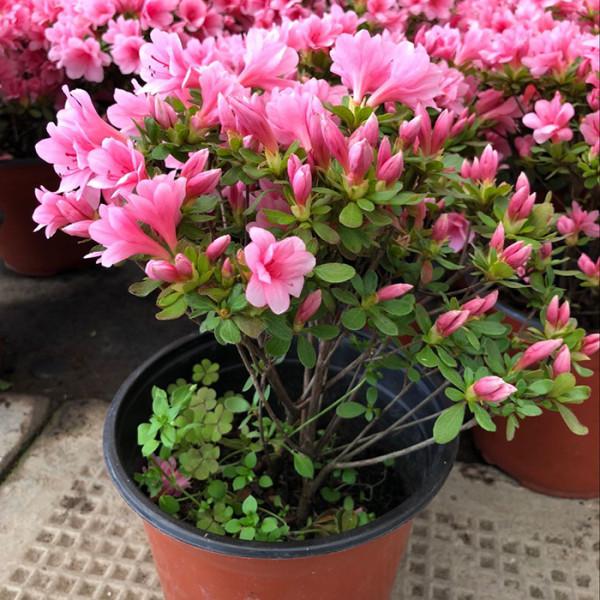 5種&OpenCurlyDoubleQuote;貴氣花&rdquo;，正月大降價，花市逛一圈，撿漏一大堆