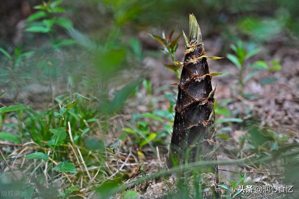國內哪的筍最好吃?經過評比,這8個地方比較出名,有你家鄉嗎? 國內哪的筍最好吃?經過評比,這8個地方比較出名,有你家鄉嗎?