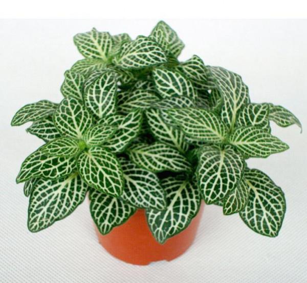 種耐陰花,葉子美得像油畫,放角落也能爆盆 種耐陰花,葉子美得像油畫,放角落也能爆盆