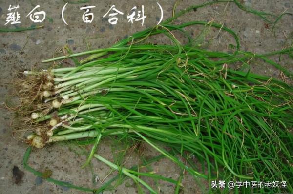 每天學習一味中藥——薤白