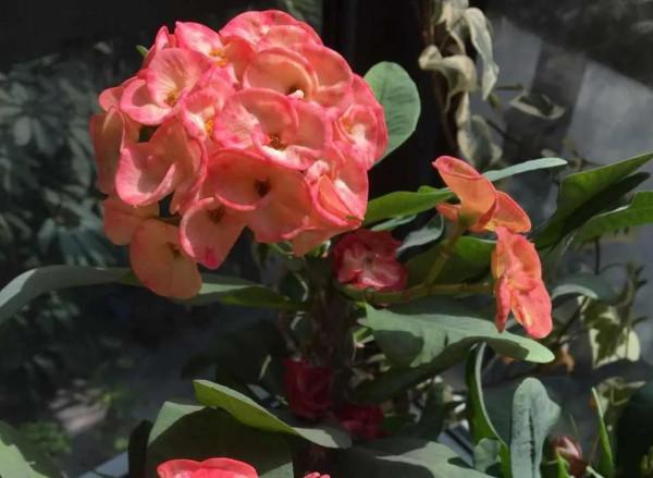 這5種花，“窮養”比“富養”更容易爆盆，別好心辦壞事