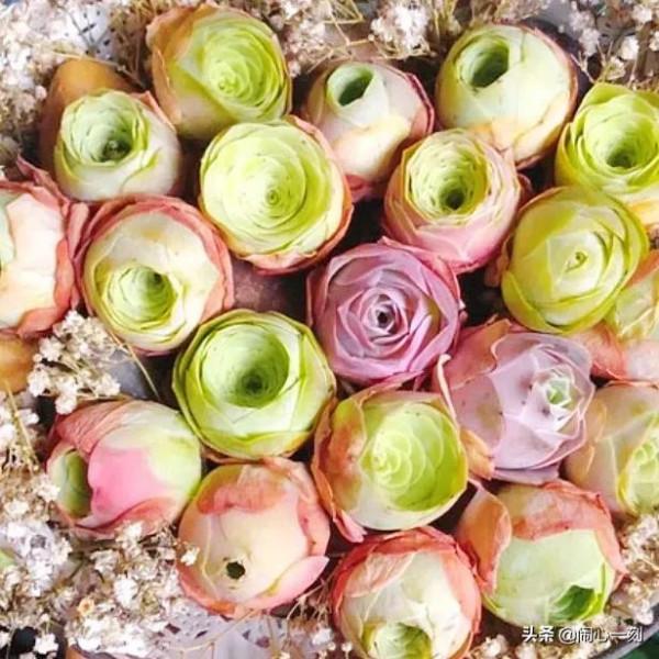 分享&mdash;&mdash;玫瑰多肉