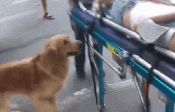 看完這16張圖片，被動物們的感情驚訝到了