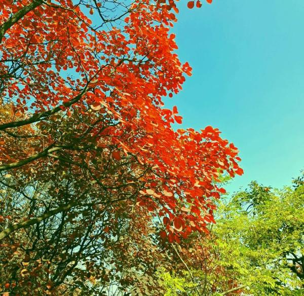 博山金秋紅葉美