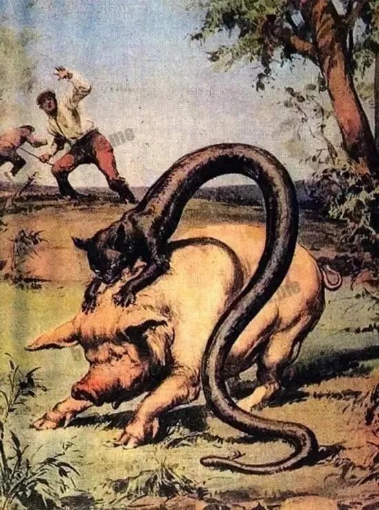 神秘生物_阿爾卑斯塔佐蠕蟲怪