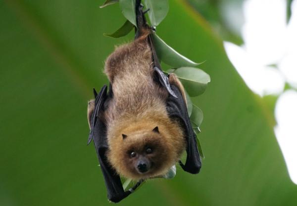 它們是地球上,唯一真正會飛翔的哺乳動物,可是卻不怎麼引人注目 它們是地球上,唯一真正會飛翔的哺乳動物,可是卻不怎麼引人注目