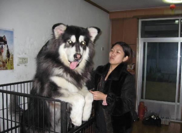 有實力的人，才能養得起這6種狗，個個都是“土豪”