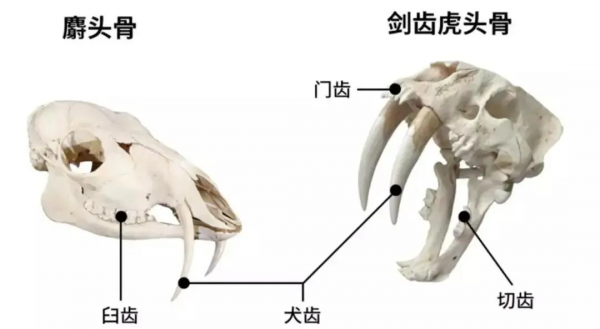 鱷魚一生能換50次牙，人卻只能換一次牙，這合理嗎？這科學嗎？