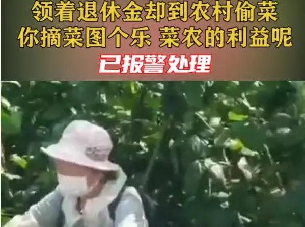 奇葩！蔬菜價格大漲，招引“偷菜團”下鄉，菜農損失慘重，咋回事