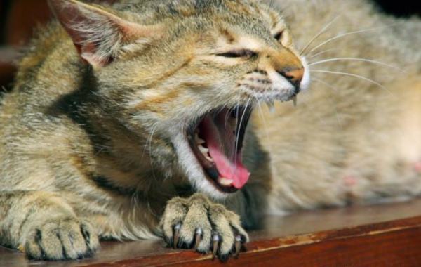 貓和狗的老祖宗，竟然是同一種生物