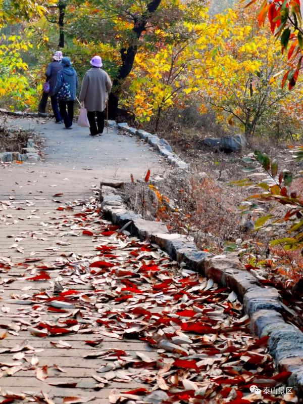 週末好去處，賞秋網紅打卡地！