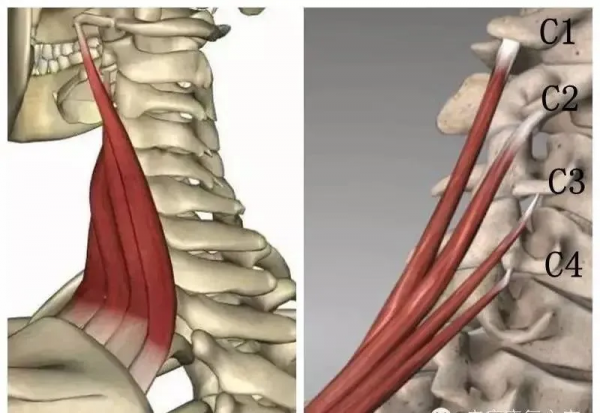 今天講一講肩胛提肌