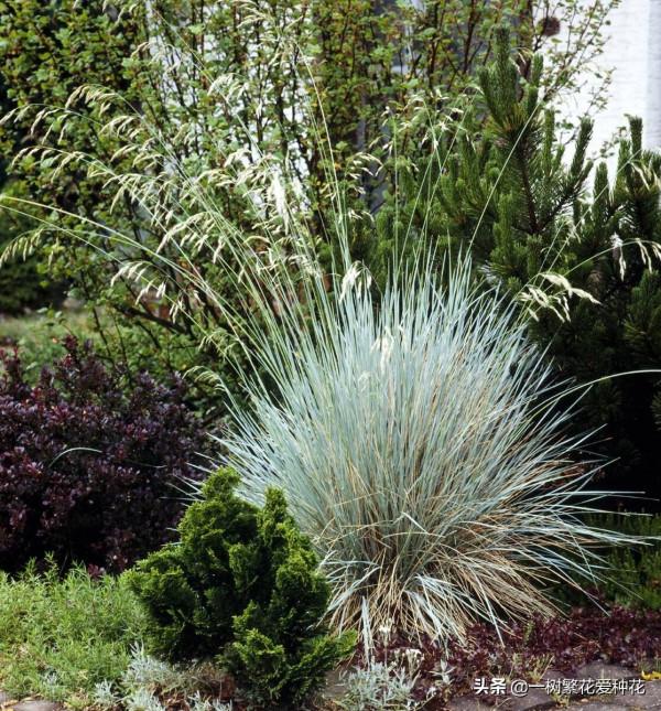 25種觀賞草,觀葉、賞花、好養、皮實,是花園最不可缺少的美景 25種觀賞草,觀葉、賞花、好養、皮實,是花園最不可缺少的美景