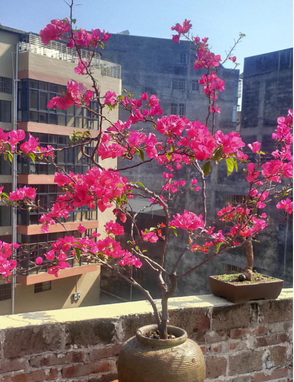 八種花,養成老樁最“旺家”,開花倍有精神氣兒 八種花,養成老樁最“旺家”,開花倍有精神氣兒