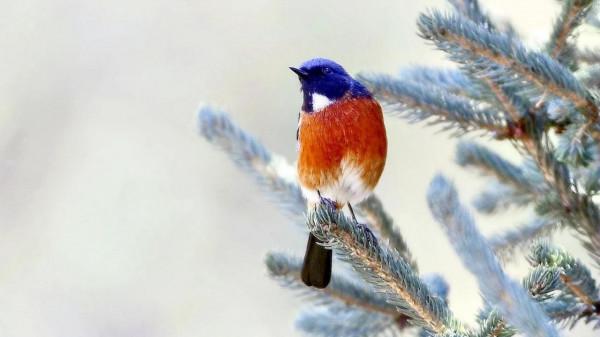 白喉紅尾鴝是中國特產鳥類