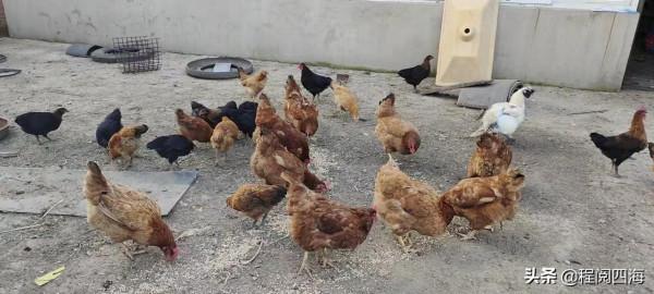 山東農村人的四大優秀品質，令我敬仰和感動