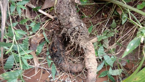 用仙茅根煮水泡腳，祛風除溼，90歲老媽走路靈活