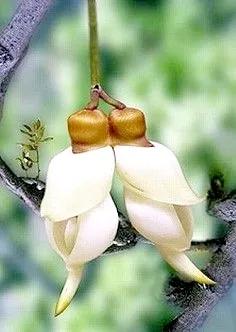 像鳥兒一樣靈動的禾雀花