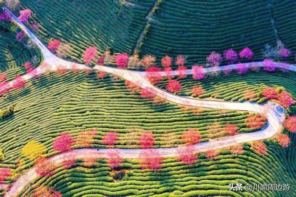 中國最美櫻花海，曾登上《國家地理》封面，即將進入觀賞期