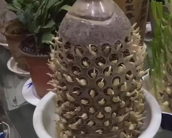 家有“空油桶”別扔掉，1個能養60棵“蒜”，種點菜家人吃得健康