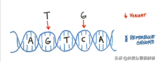 人類多樣性的基準是基於一個人的基因組 人類多樣性的基準是基於一個人的基因組