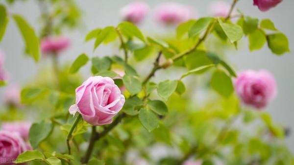 拜拜了月季!養了四年月季,這個秋天果斷換坑,希望沒有換錯 拜拜了月季!養了四年月季,這個秋天果斷換坑,希望沒有換錯