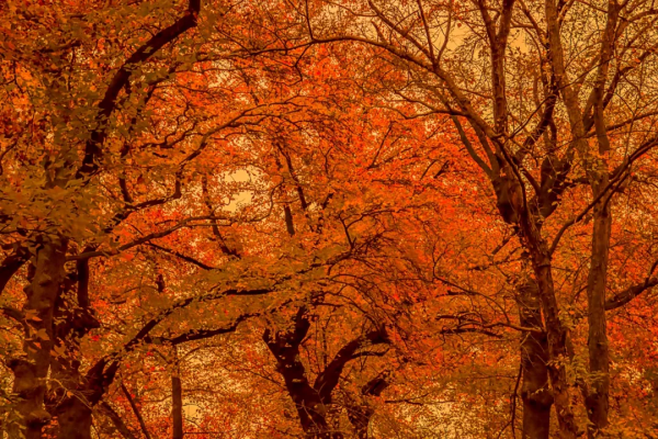 中國深秋10大最“紅”的紅葉林，準備好出發了嗎？