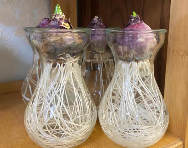 想要養好風信子，只需要一隻黑襪子