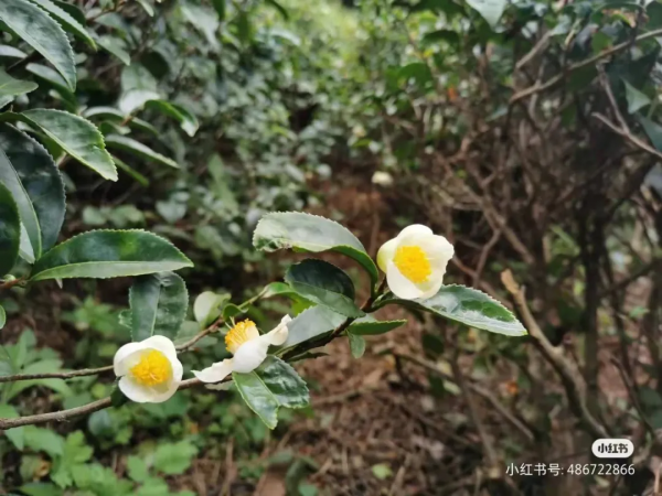 冬日騰衝,方圓十里有花香 冬日騰衝,方圓十里有花香